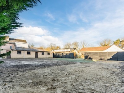 Bouwgrond Korenbloem