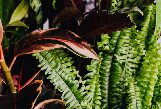 Zo creëer je de perfecte tuin rondom je nieuwe bouwkavel - 