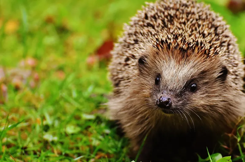 Een egelvriendelijke tuin begint al bij je bouwkavel