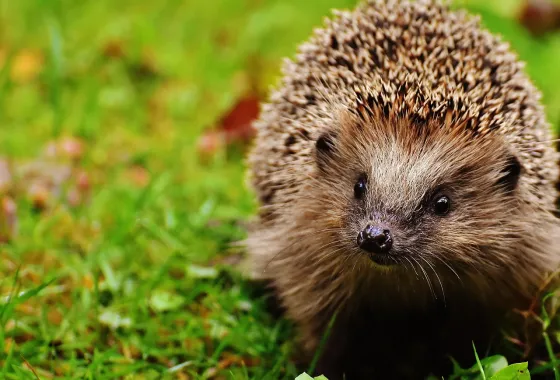 Een egelvriendelijke tuin begint al bij je bouwkavel