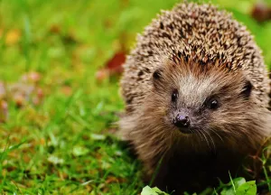 Een egelvriendelijke tuin begint al bij je bouwkavel