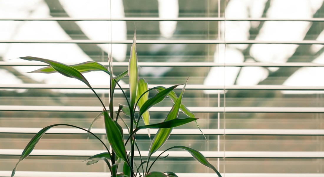 Houten jaloezieën: karakter en comfort in één