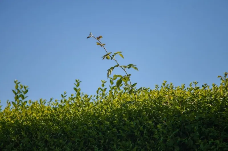 De voordelen van haagplanten rondom de tuin