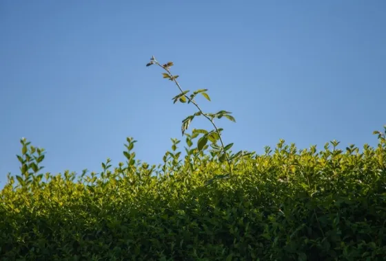 De voordelen van haagplanten rondom de tuin