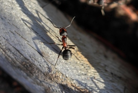 Tips voor het bestrijden van houtmieren: alles dat je moet weten - 