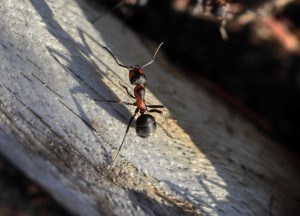 Tips voor het bestrijden van houtmieren: alles dat je moet weten