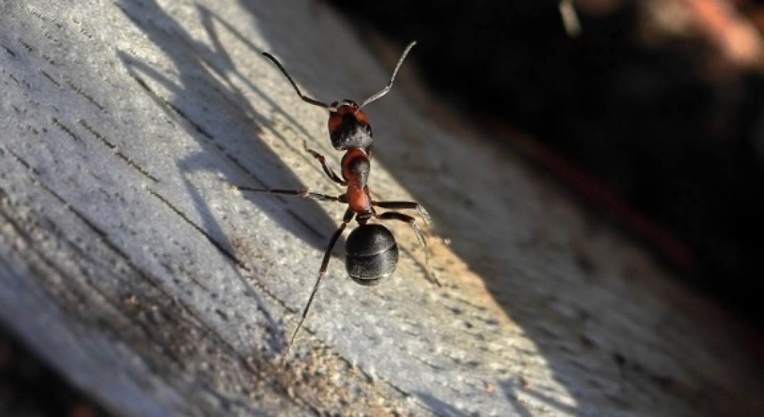 Tips voor het bestrijden van houtmieren: alles dat je moet weten