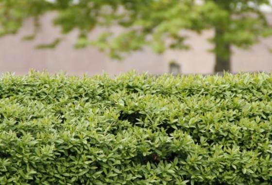 Wat is een Urban tuin en hoe begin je hieraan? - 