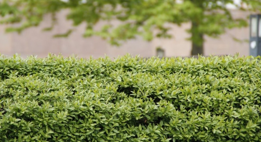 Wat is een Urban tuin en hoe begin je hieraan?