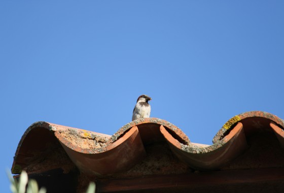 Vogeloverlast bij je bedrijf: dit kun je er aan doen - 