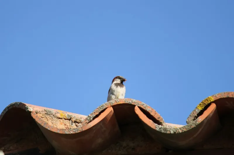 Vogeloverlast bij je bedrijf: dit kun je er aan doen