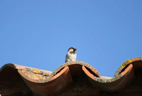 Vogeloverlast bij je bedrijf: dit kun je er aan doen