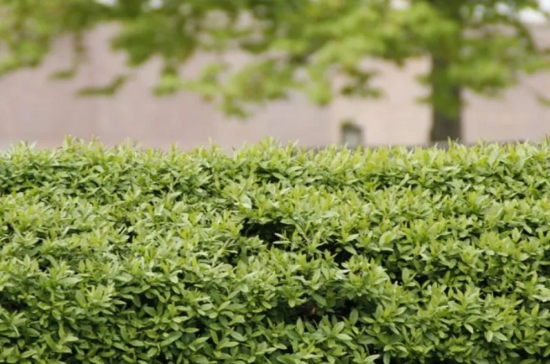 Wat is een Urban tuin en hoe begin je hieraan?