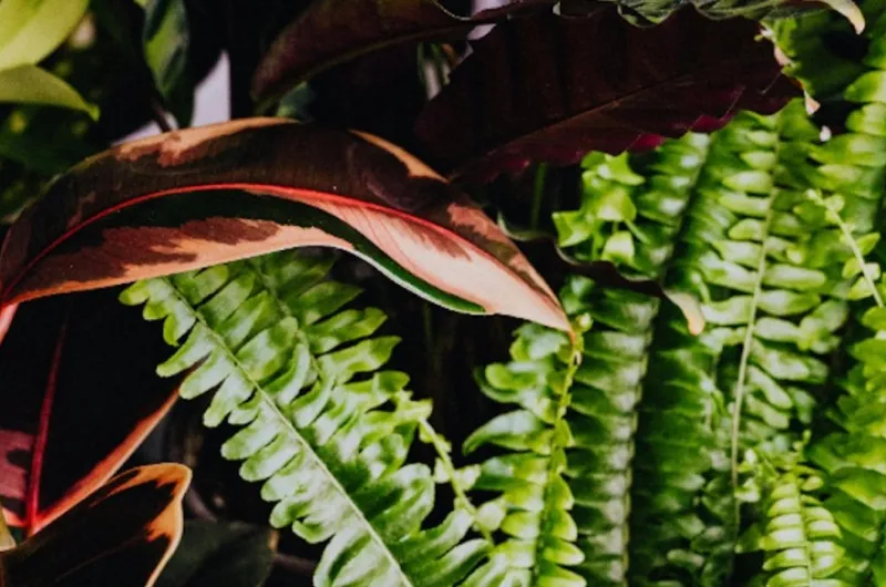 Zo creëer je de perfecte tuin rondom je nieuwe bouwkavel